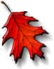 Eichenblatt